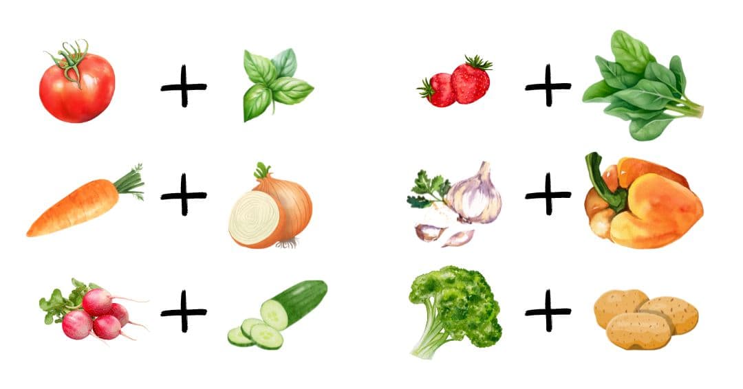 pruvodce-kombinace-rostlin-co-s-cim-pestovat